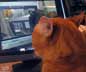 Vaszilij the cat