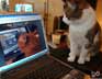 Lucky the cat