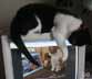 Holly the cat
