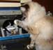 Munchkin the cat