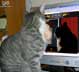 Rocco the cat