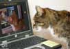 Macfee the cat