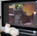 Wody the cat