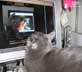 Stella the cat