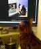 Neena the cat