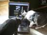 Omar & Izzy the cat
