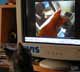 Perla the cat