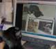 Darkie the cat