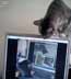 Mike the cat