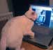 Flashy the cat