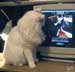 Biri the cat