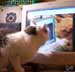 Amelia the cat