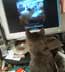 Amelia the cat