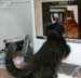Boef the cat