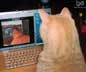 Indio the cat