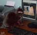 Indio the cat