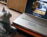 Smokie the cat