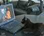 Socrates the cat