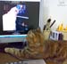 Flossie the cat