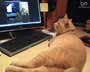 Hugo the cat