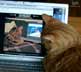 Kesey the cat