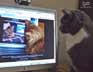 Kesey the cat