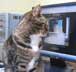Pica the cat