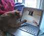Sacha the cat