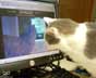 Noah the cat