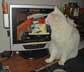 otto the cat