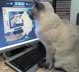 Brooky the cat
