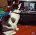 Maniek the cat