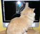 Pascal the cat