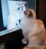 Chise the cat