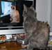 Lulu the cat