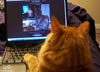 Toby the cat
