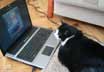 Rambo the cat