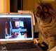 Angus the cat