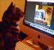 Sir Duke the cat