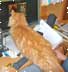 Otis the cat