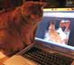 Muzzi the cat