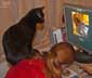 Maximus pascal the cat