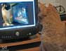 Max the cat