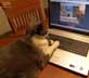 Ebi the cat