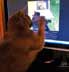 Lily the cat