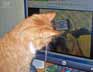Toby the cat