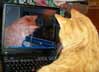 Sebastian the cat