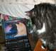 Ariel the cat