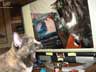 Emily the cat