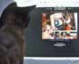 Leon the cat